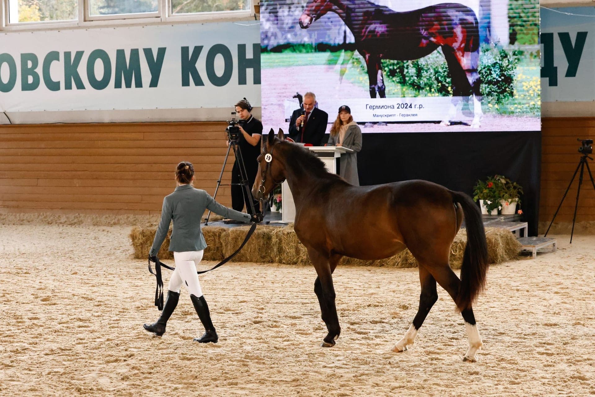 Показ лота №19: на LED-экране карточка лошади, у подиума оператор ZSV-PRO, справа вторая камера трансляции